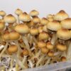African transkei shrooms