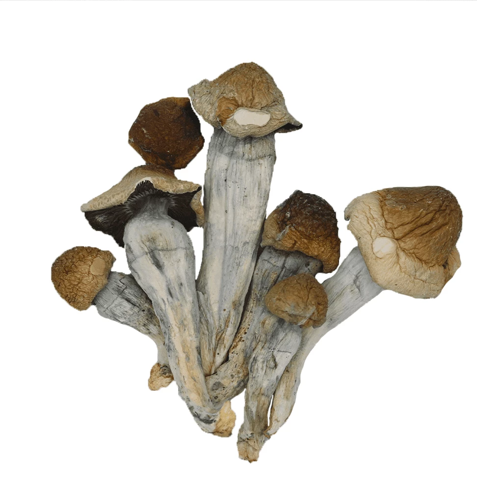 Penis-envy-shrooms-dispenseroO Penis envy shrooms