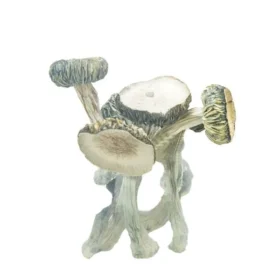 Shrooms