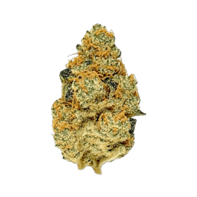 Stardawg