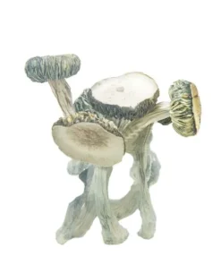 Shrooms