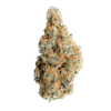 Mimosa