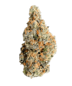 Mimosa