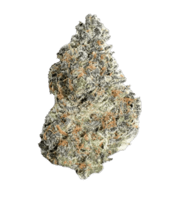 Northern Lights